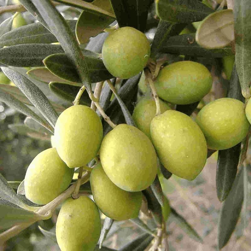 Olio Extra Vergine di Oliva Biologico - Valle del Crati