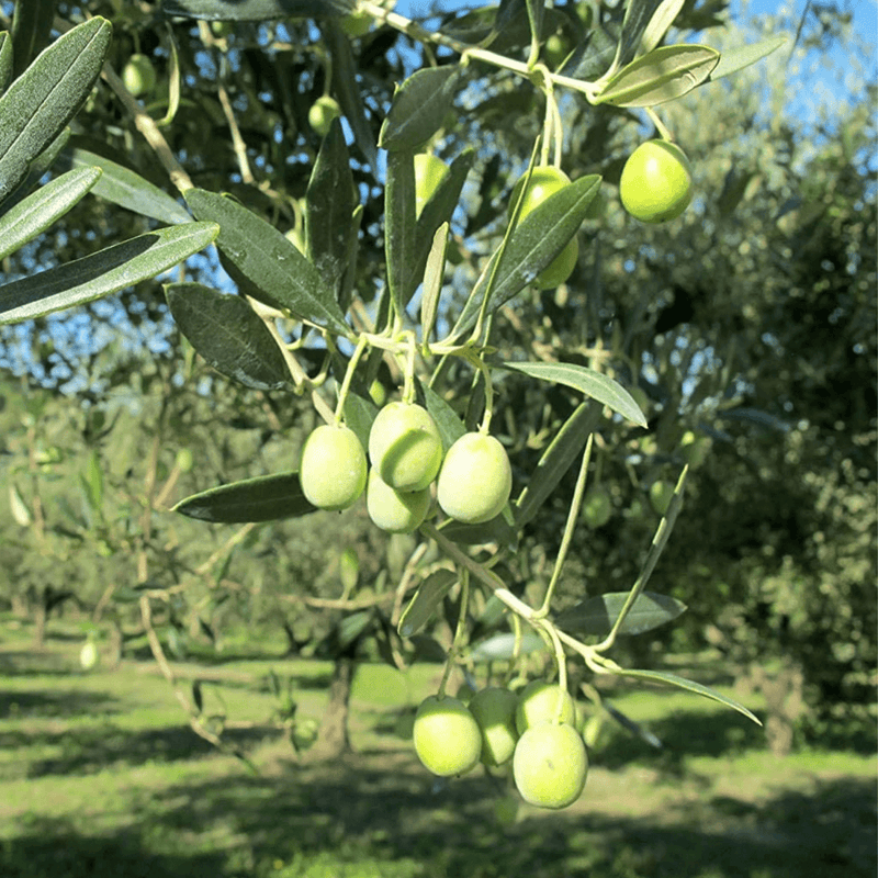 Olio Extra Vergine di Oliva Biologico - Valle del Crati